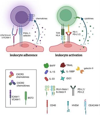 New insights into maladaptive vascular responses to donor specific HLA antibodies in organ transplantation